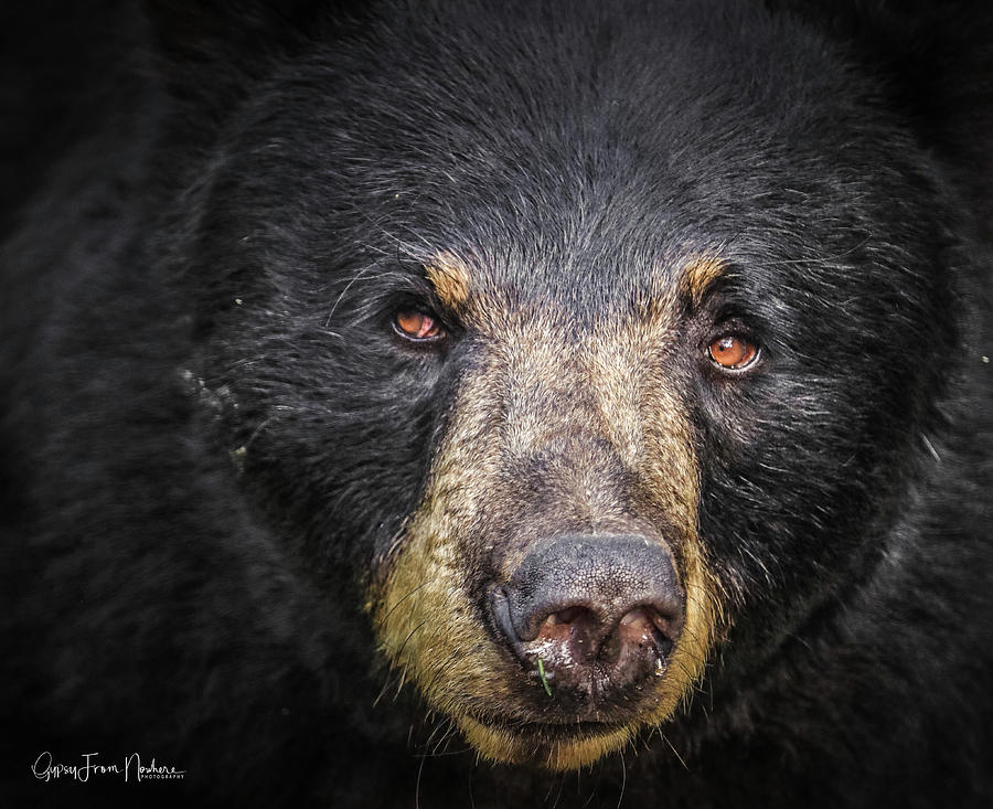 The Stare Down Photograph by Dana Foreman - Fine Art America