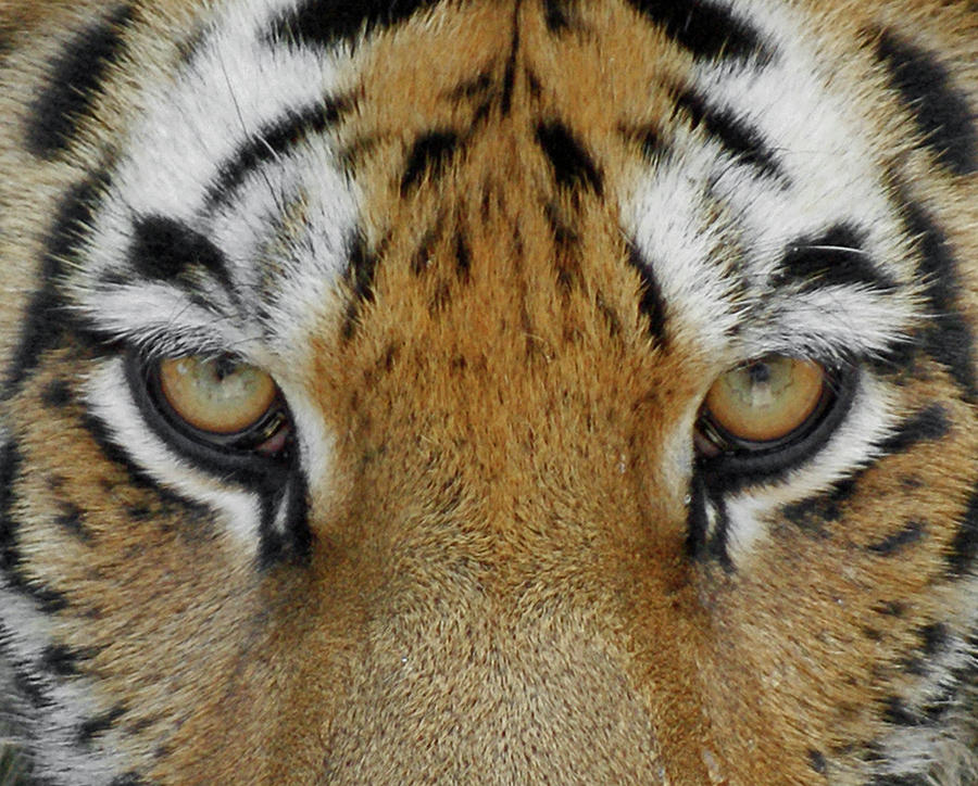 Tiger Photograph - The Stare by Ernest Echols