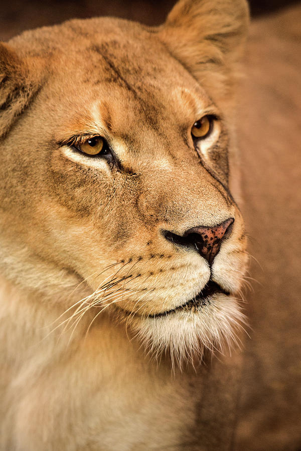 The Stare-Female Lion Photograph by Don Johnson