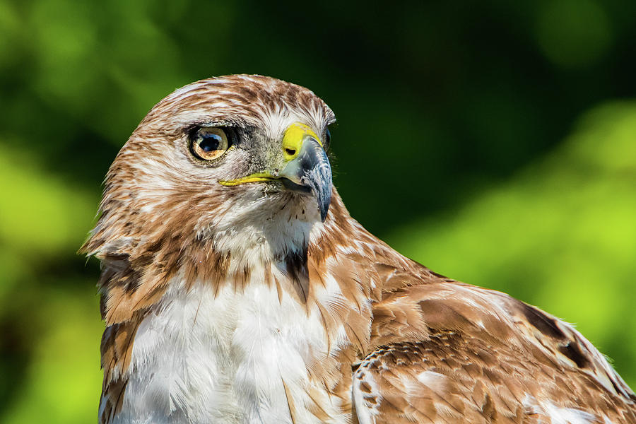 The Stare - Red Tail Hawk by Kenneth F Konjevich The Stare - Red Tail Hawk by Kenneth F Konjevich