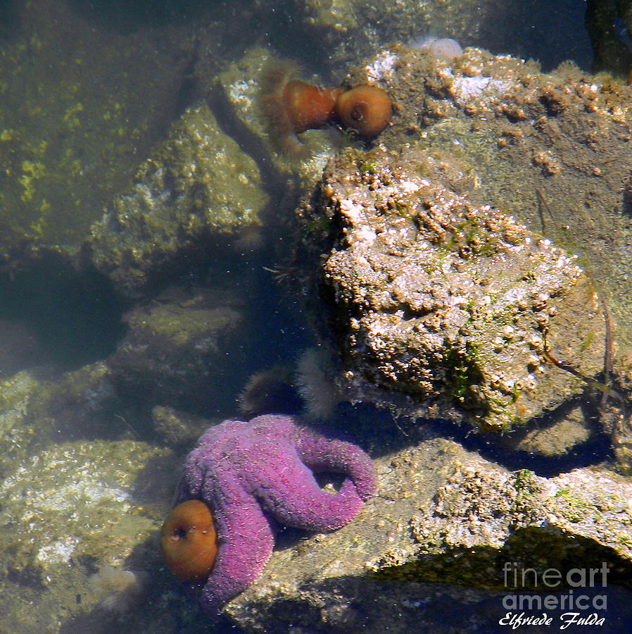 The Starfish Photograph by Elfriede Fulda