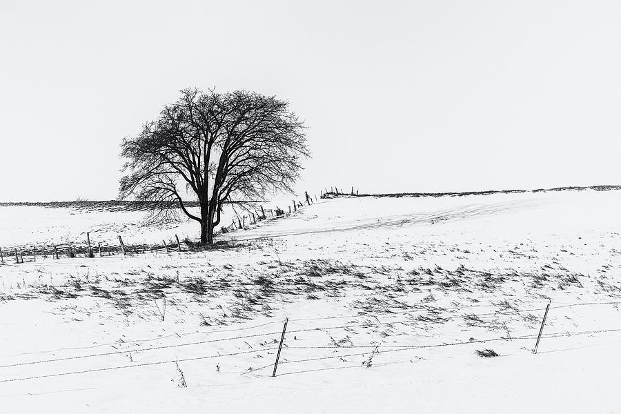 The Starkness of Winter Photograph by Penny Meyers