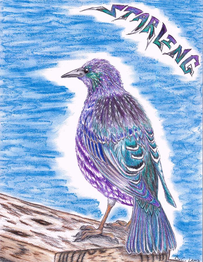 Bird Drawing - The Starling by Bryant Lamb