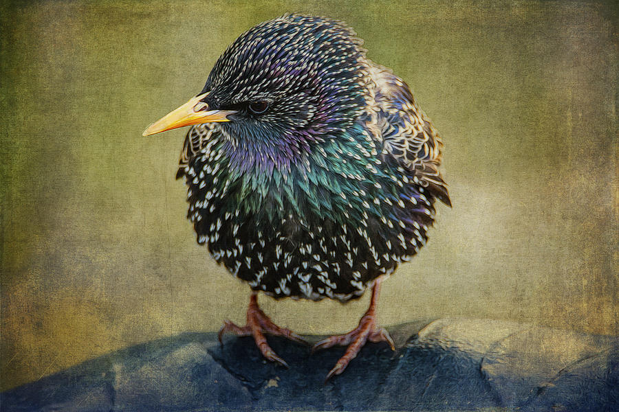 The Starling Photograph by Cathy Kovarik