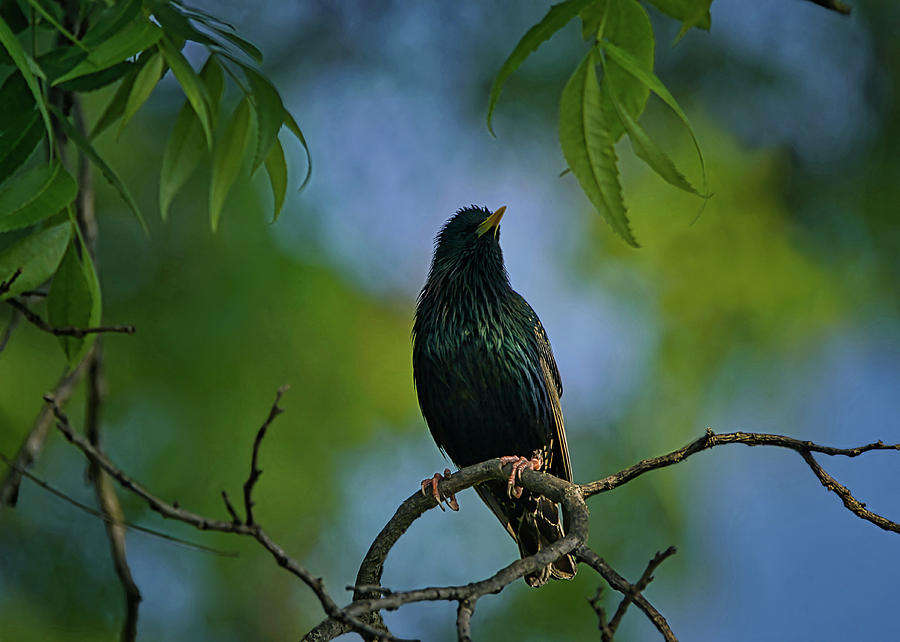 The Starling Photograph by Ernest Echols