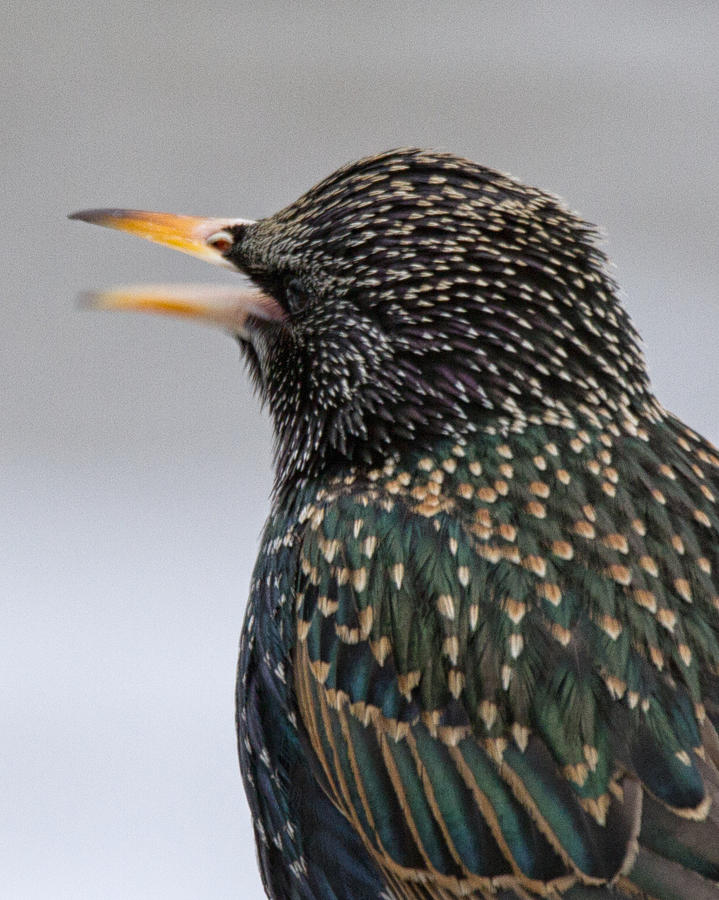 The Starling Speaks Photograph by Brian Caldwell