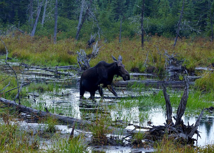 the-state-animal-of-maine-photograph-by-allen-foley-fine-art-america