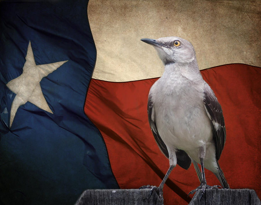The State Bird of Texas Photograph by David and Carol Kelly