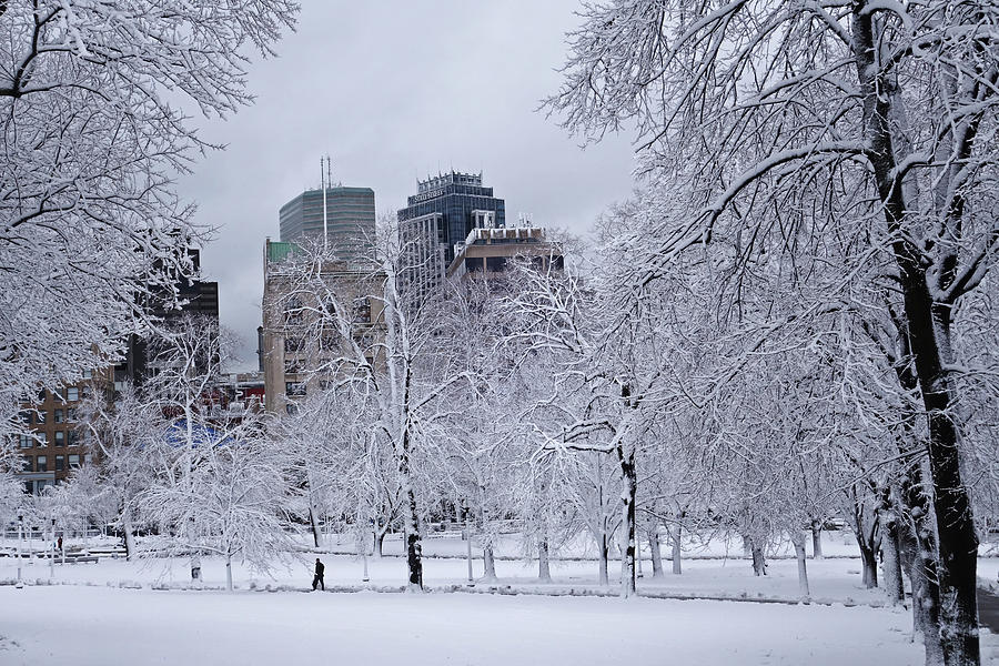The State Street Building through the Snowy Trees Boston Common Photograph by Toby McGuire