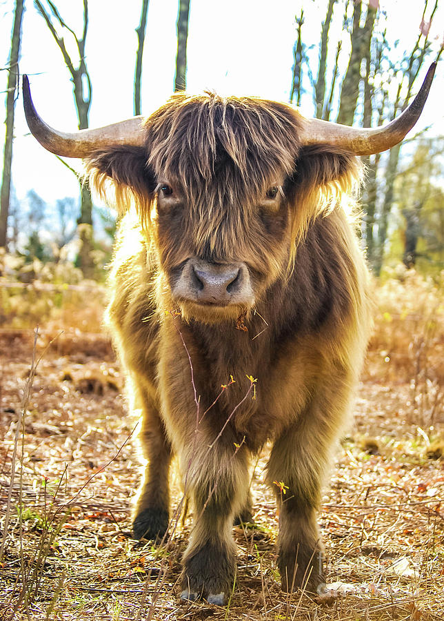 The Steer Photograph by Libby Lord | Fine Art America