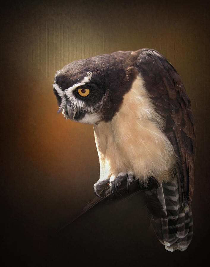 The Stern Look of the Spectacled Owl Photograph by David and Carol Kelly