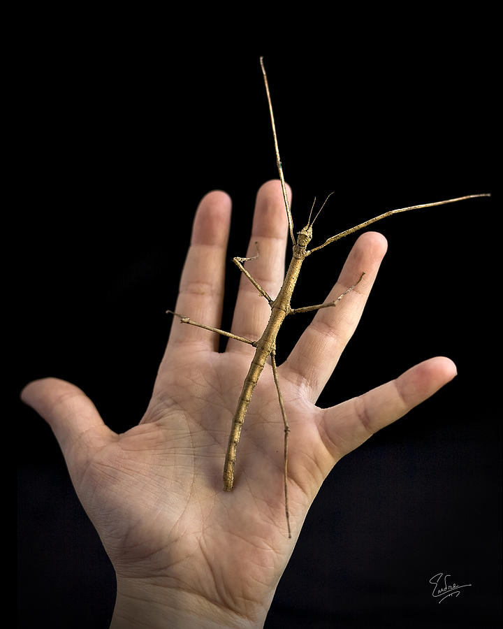 The Stick Bug Photograph by Endre Balogh