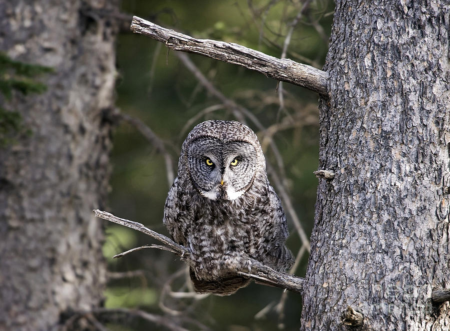 Owl Photograph - The StinkEye by Shannon Carson