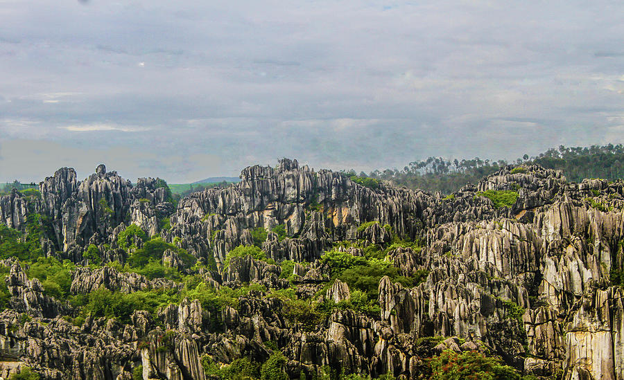 The Stone Forest Photograph by Robert Hebert