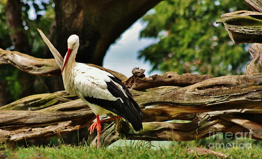 The Stork Photograph by Craig Wood