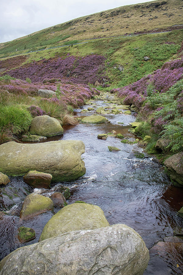 Nature Photograph - The Stream by Martin Newman
