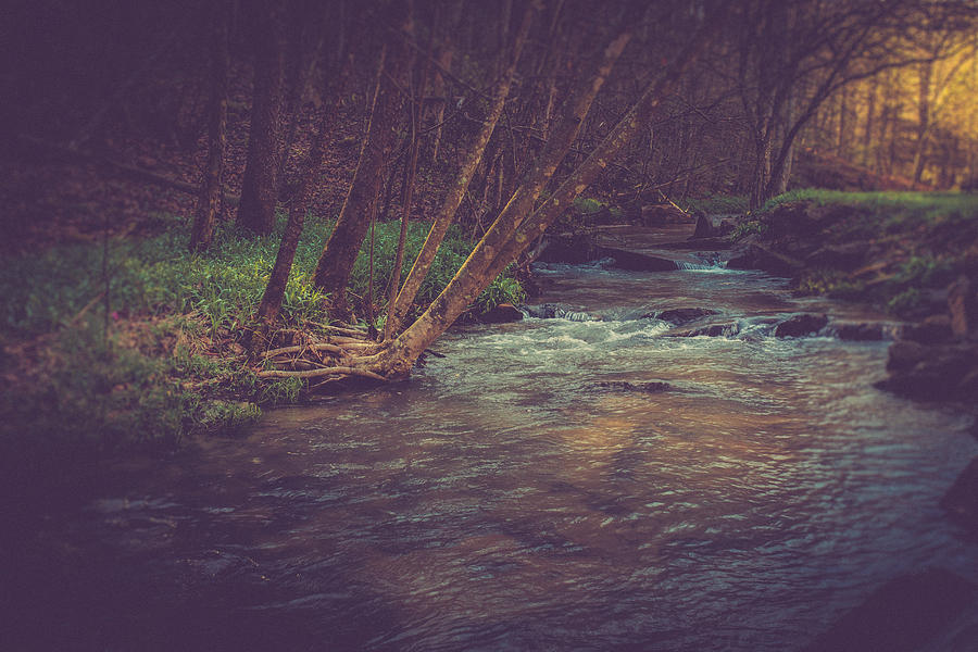 Nature Photograph - The Stream by Shane Holsclaw