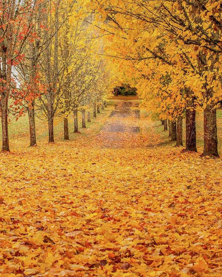 The Street of Dreams Photograph by Landon Spady Fine Art America