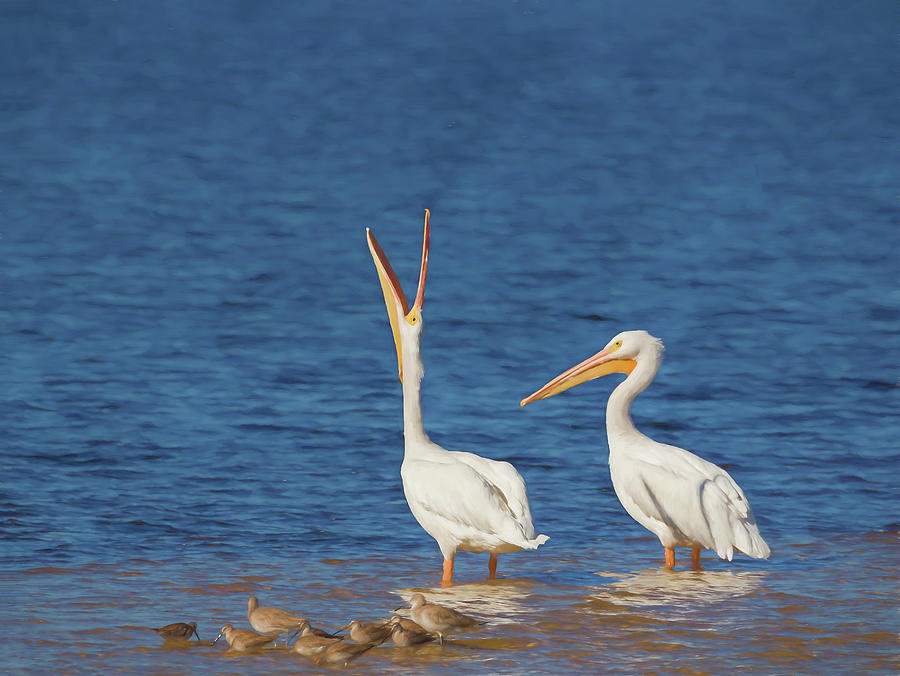 Pelican Photograph - The Stretch by Kim Hojnacki