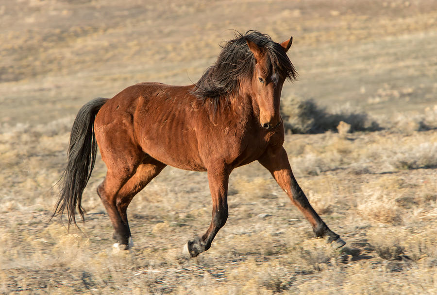 The Stride Photograph by Kent Keller | Pixels