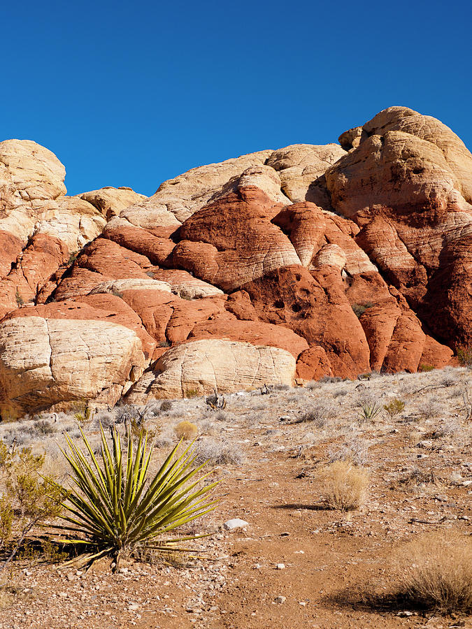 Desert Photograph - The Striped Rock by Rae Tucker