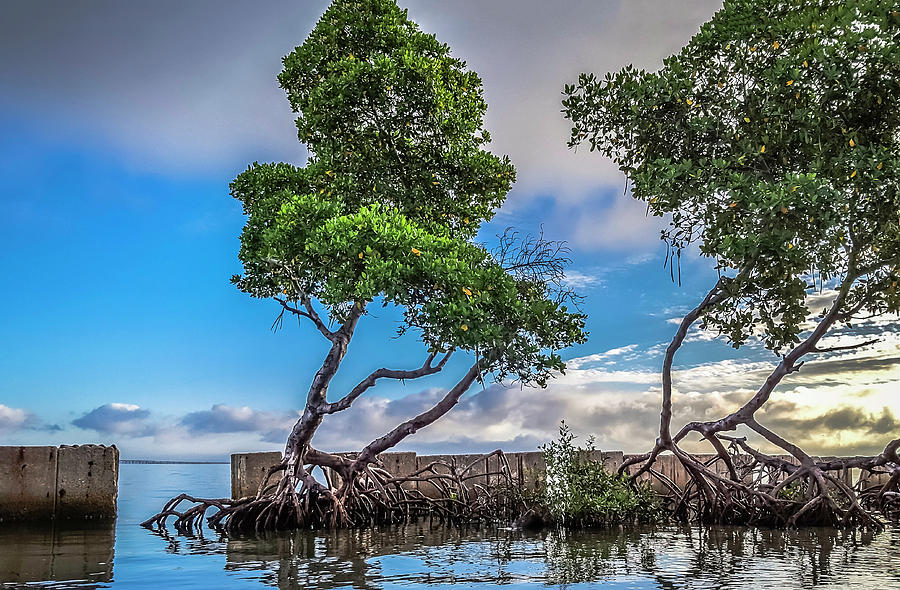 Beach Photograph - The Strong Survive by Todd Rogers Beach Photograph - The Strong Survive by Todd Rogers