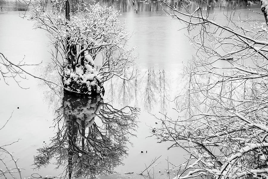 Winter Photograph - The Stump Too by Monte Arnold