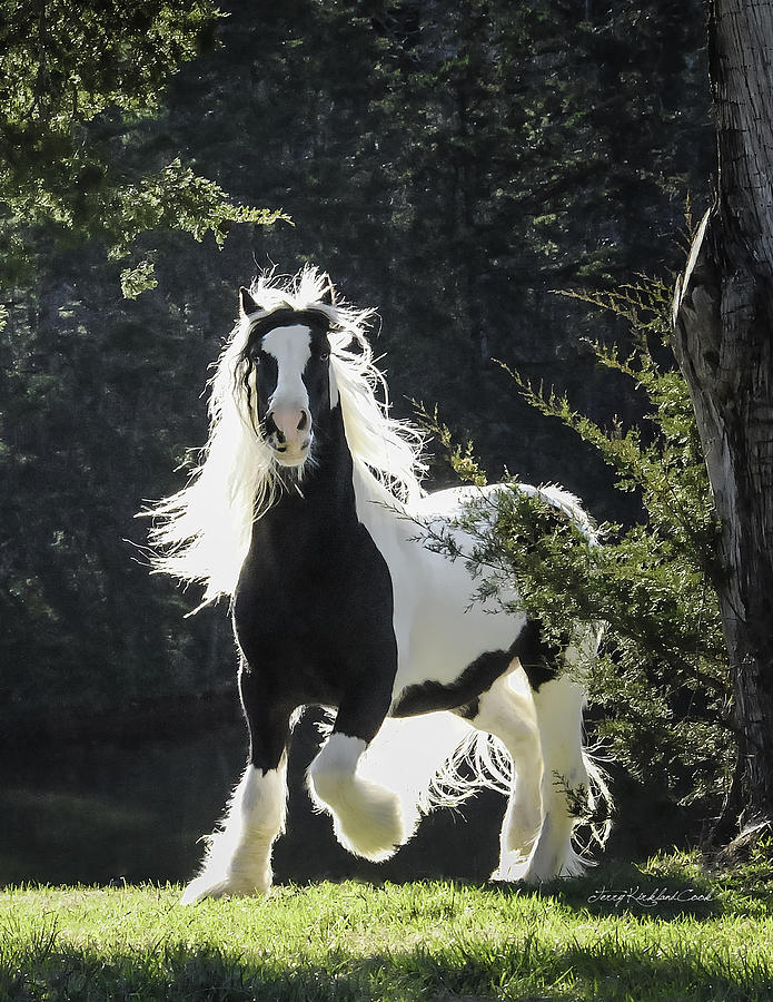 The Stunning Horse Photograph by Terry Kirkland Cook