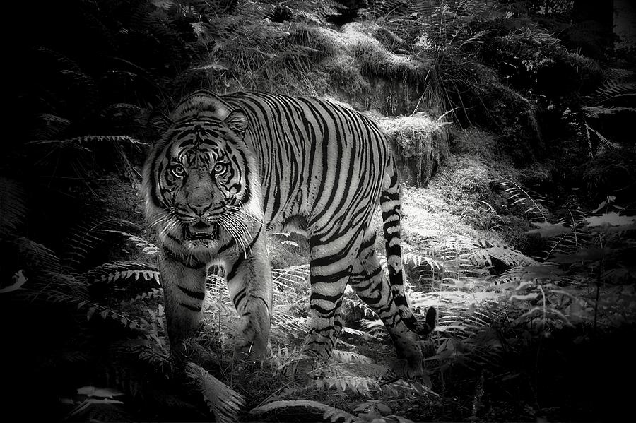  Sumatran Tiger  Photograph by Jean Francois Gil