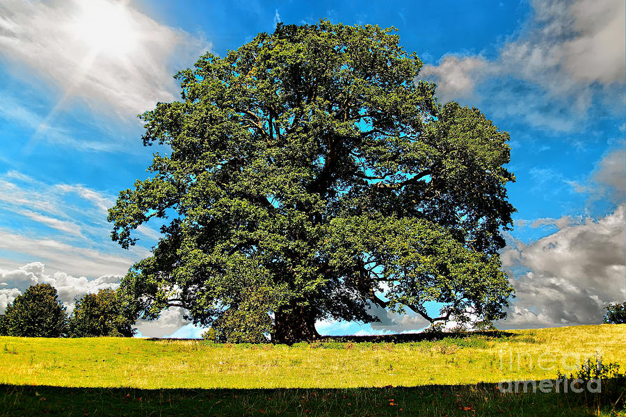 The Summer Oak Photograph by Richard Denyer