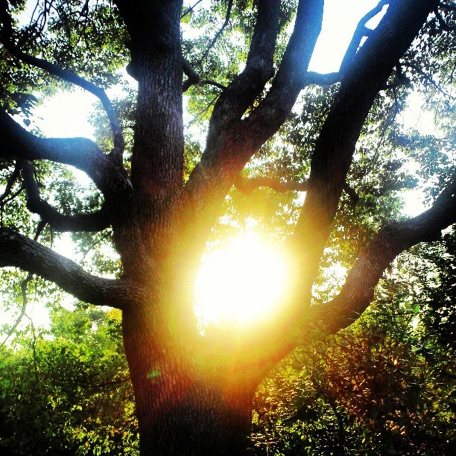 The Sun Energy Is Born From Wood Photograph by Nori Strong