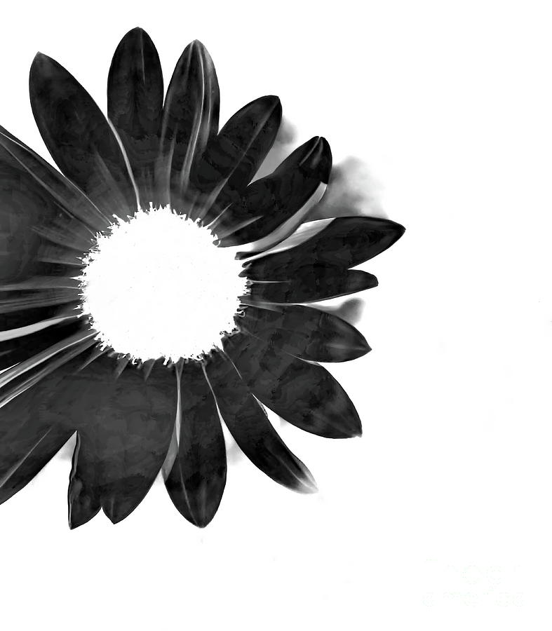The Sun in the Flower BW Photograph by Tim Richards