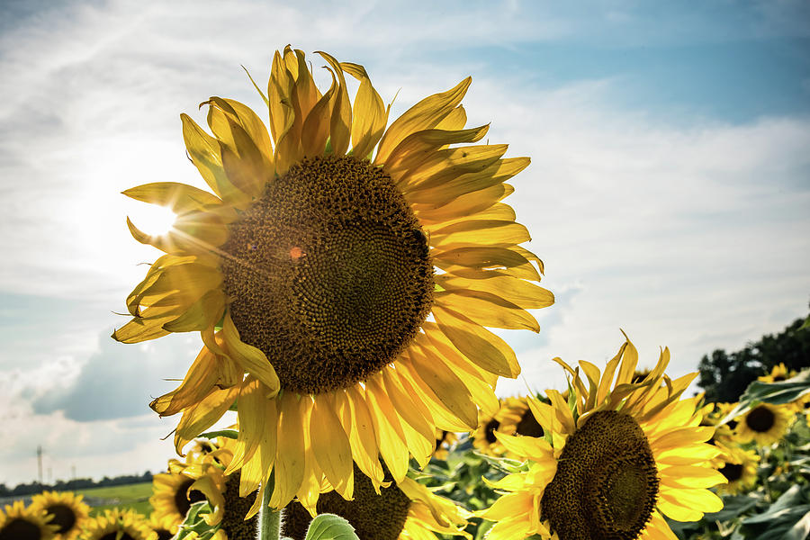 The Sun Shining on a Sunflower Photograph by Anthony Doudt