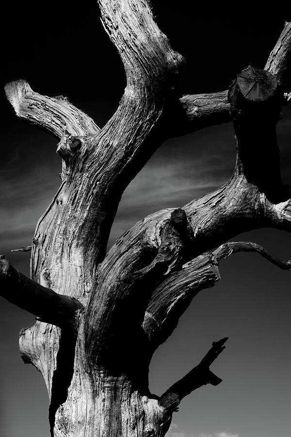 Black And White Photograph - The Sun Still Warms You Even As It Did When You Were Tall And Branching by Zoe Oakley