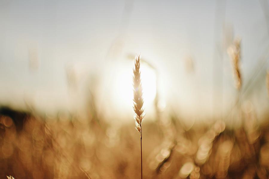 Sunset Photograph - The Sun Touches All Things by Petar Fourlinski Sunset Photograph - The Sun Touches All Things by Petar Fourlinski