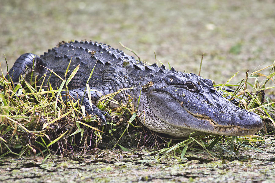 Alligator Photograph - The Sunbather by Betsy Knapp