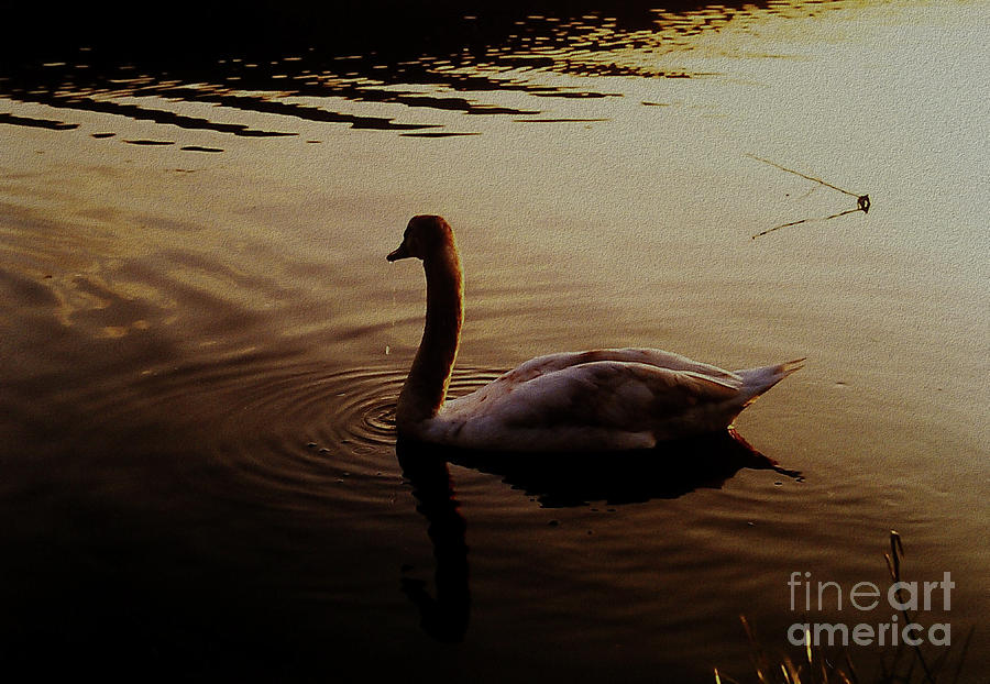 The Sundown Swan Photograph by Martin Howard