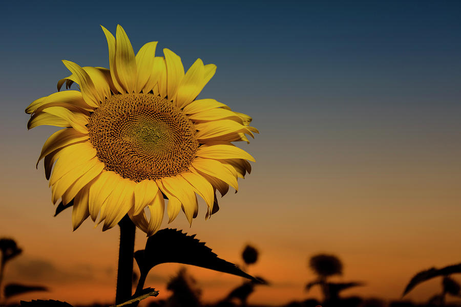 The Sunflower Photograph by CA Johnson