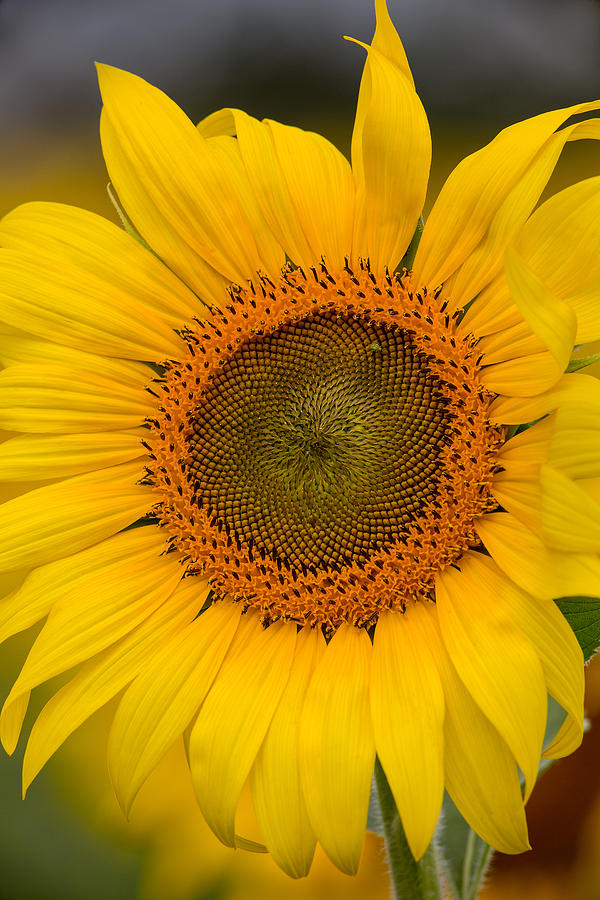 The Sunflower Photograph by Dale Kincaid