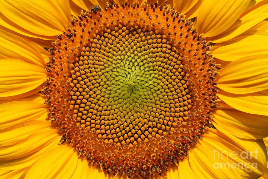 The Sunflower Photograph by E B Schmidt
