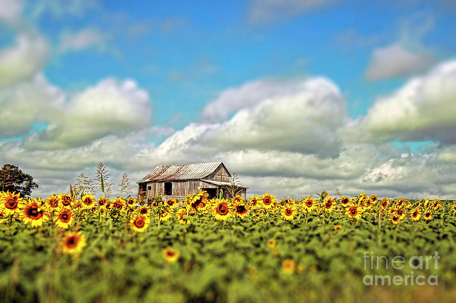 The Sunflower Farm Photograph by Darren Fisher