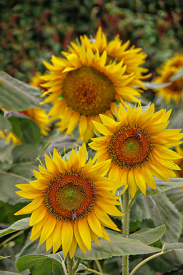 The Sunflower Trio Photograph by Karen McKenzie McAdoo