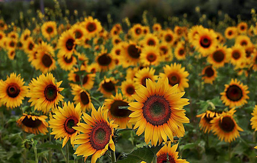 The Sunflower Field 5 Photograph by Karen McKenzie McAdoo