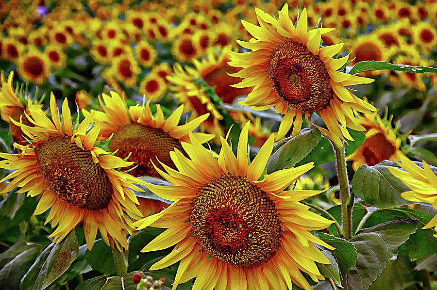 The Sunflower Field Photograph by Karen McKenzie McAdoo