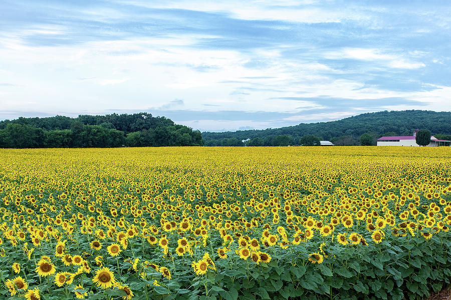 The Sunflower Field Photograph by Mike Hill - Pixels