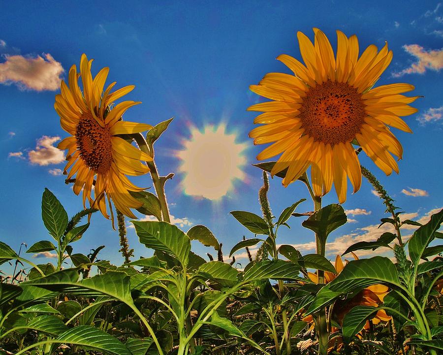 The Sunflower - Kansas State Flower Photograph by Greg Rud | Fine Art ...