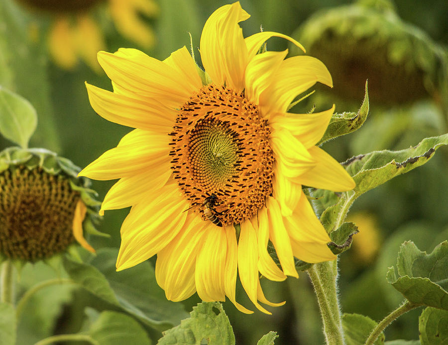 Nature Photograph - The Sunflower by Nathaniel H Broughton