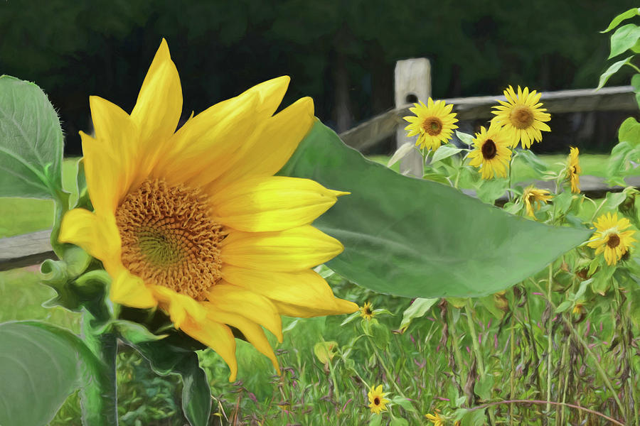 Sunflower Photograph - The Sunflower Patch by Lori Deiter