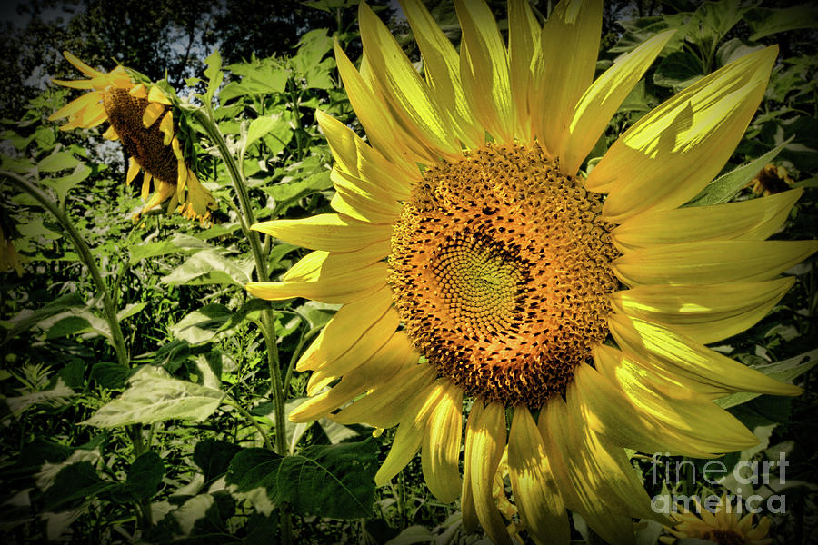 The Sunflower Photograph by Paul Ward