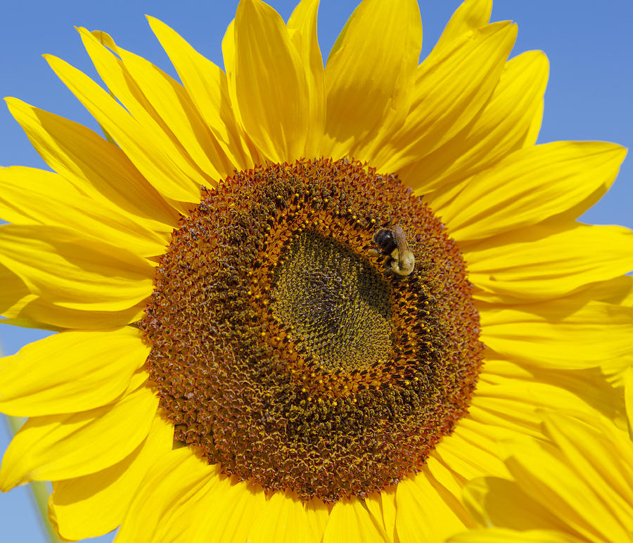 The Sunflower Photograph by Ramunas Bruzas